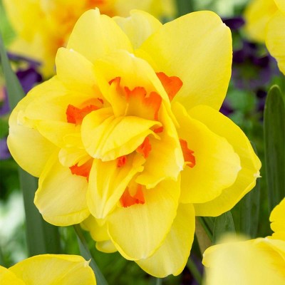 12ct Daffodils Tahiti Bulbs - Van Zyverden