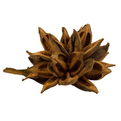 Vickerman 6" Star Pod, Dried