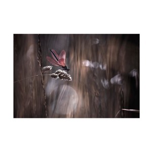Trademark Fine Art Fabien BRAVIN  Le point de suspension Canvas Wall Art - 1 of 4
