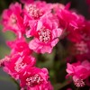 Sullivans Artificial Dark Pink Cherry Blossom Stem 28"H - 2 of 2