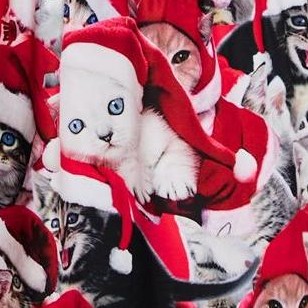 christmas cat
