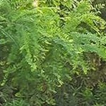 brown wicker+orange cushion