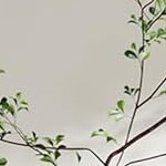 apple green