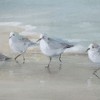 Uttermost Tranquil Shorebirds Print: Danhui Nai Artwork, Ideal for Coastal Interiors - 4 of 4