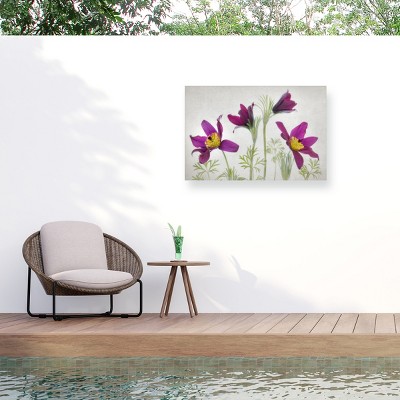 Trademark Fine Art - Mandy Disher  Pulsatilla Matted Framed Art