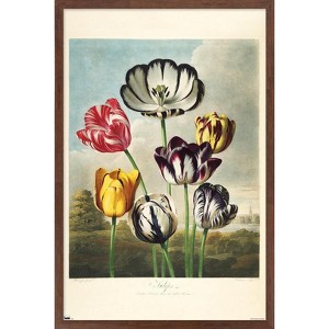 Trends International Tulips from the The Temple of Flora Framed Wall Poster Prints - 1 of 4