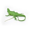 Collectible Wildlife Gifts | Iguana, Museum Quality, Rubber Reptile, Toy, Realistic Hand Painted Figure,  Model,   Gift,    22"    F7059 B236 - 4 of 4