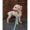 Country Brook Petz Premium Dog Collar - Tasty Collection - 3 of 4
