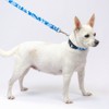 Country Brook Petz Blue Hawaiian Deluxe Dog Collar and Leash - 3 of 4