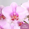 Live 5" Pink Orchid Houseplant in Ceramic Pot - 2 of 4