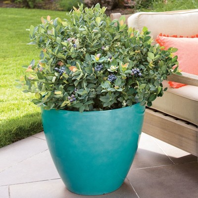 Bushel and Berry Blueberry 'Pink Icing' 1pc U.S.D.A. Hardiness Zones 5 - 10 National Plant Network 2.5qt