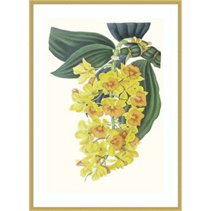 Amanti Art Paxton Tropicals VIII by Jennifer Paxton Parker Wood Framed Wall Art Print - 1 of 4