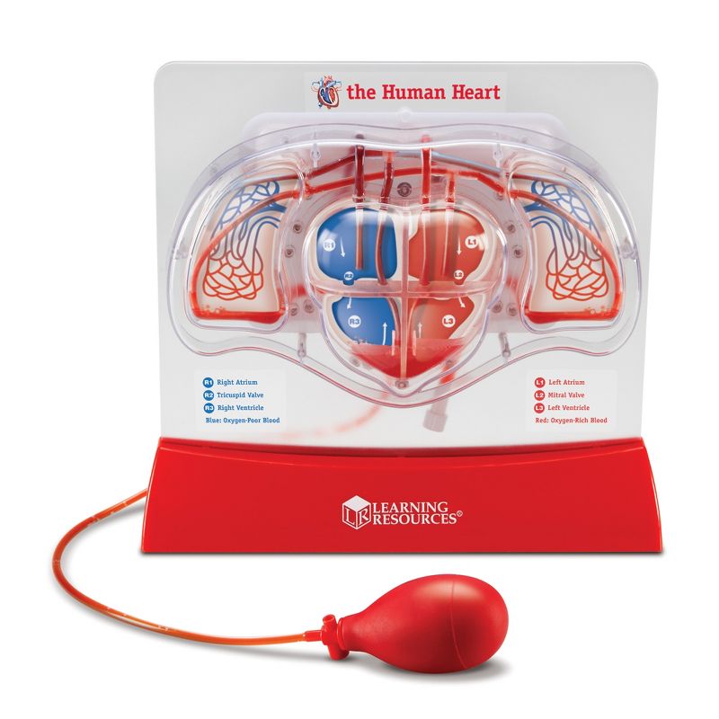 Learning Resources Pumping Heart Model, Science Model, Ages 8+, 1 of 5
