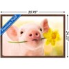 Trends International Avanti - Piglet with Daffodil Framed Wall Poster Prints - 3 of 4