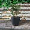 Rosemead Home & Garden, Inc. Kante  Fiberglass and Concrete Indoor Planter Pots Black 16.54" x 16.54" x 15.35" - 3 of 3