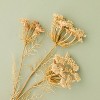 25" Queen Anne's Lace Artificial Stem - Hearth & Hand™ with Magnolia - 3 of 3