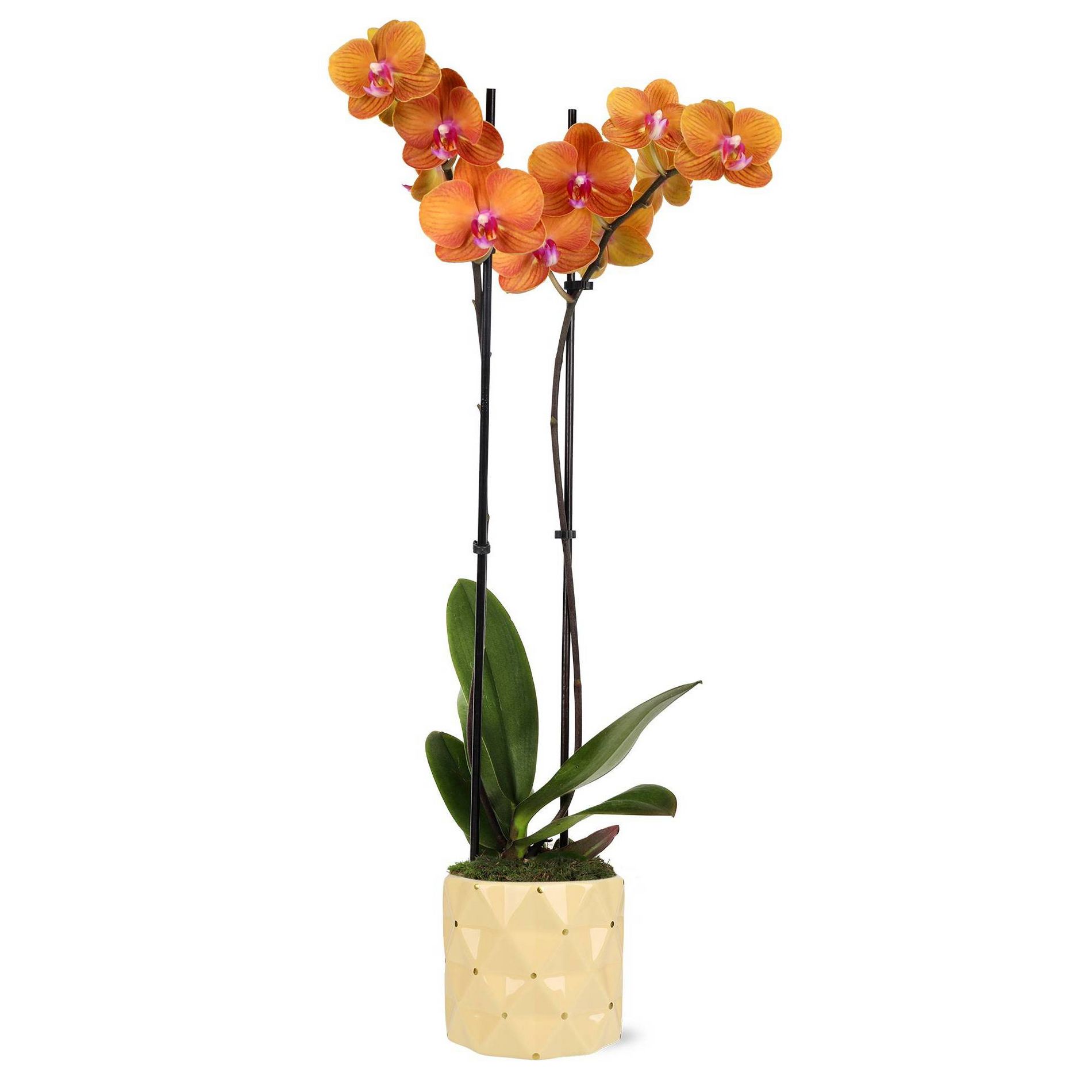 Green Circle Growers 5" Premium Salmon Orchid in Soleil Yellow Ceramic Pot