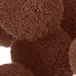dark brown