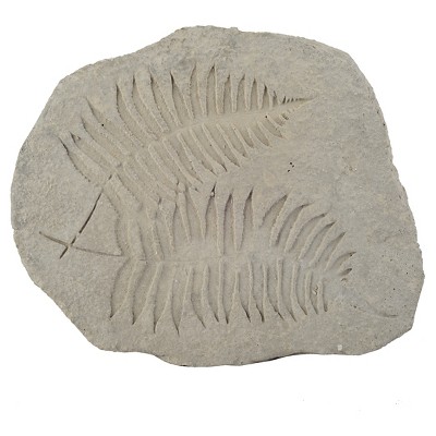 Fern Fossil Accent - A&B Home