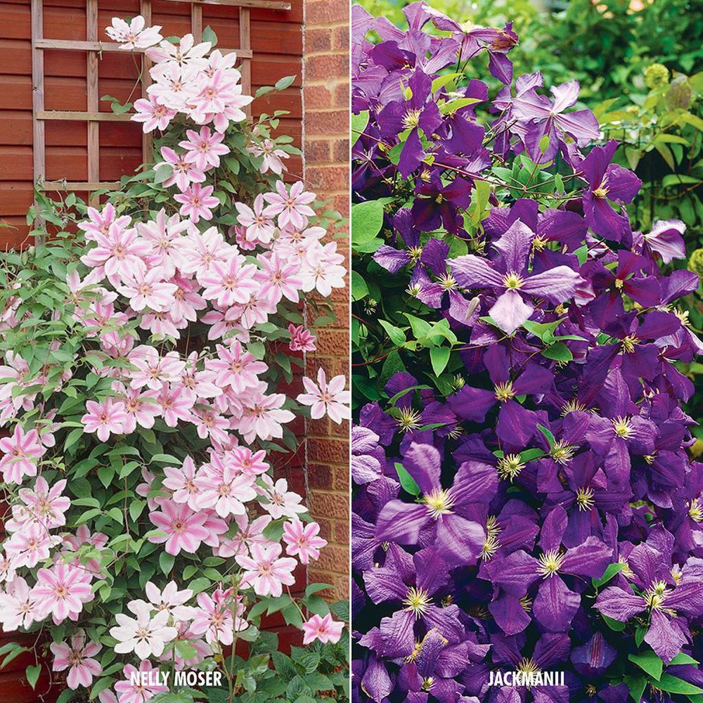 Photos - Garden & Outdoor Decoration Van Zyverden 2ct Clematis Root