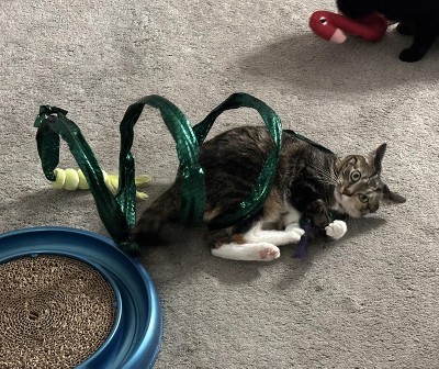 Guest review image 1 of 3, zoom in