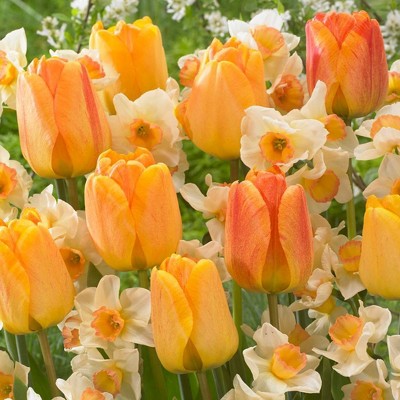 Set of 25 Orange Spring Flowering Garden Blend Bulbs - Van Zyverden