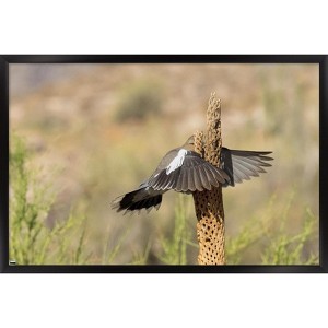 Trends International The Comedy Wildlife Photography Awards: Wendy Kaveney - That Wasn't Here Yesterday Framed Wall Poster Prints - 1 of 4