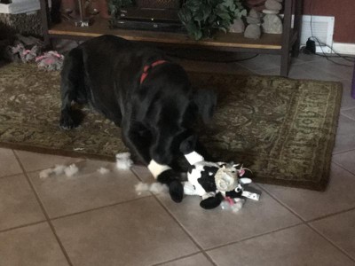 Guest review image 1 of 1, zoom in