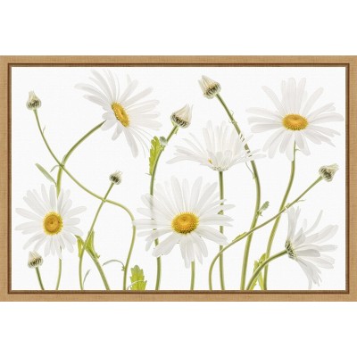 Amanti Art Ox eye Daisies by Mandy Disher Canvas Wall Art Print Framed 23 x 16-in.