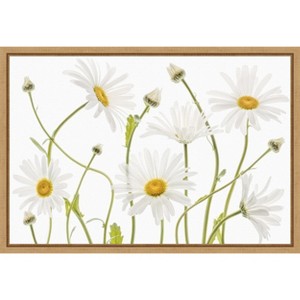 Amanti Art Ox eye Daisies by Mandy Disher Canvas Wall Art Print Framed 23 x 16-in. - 1 of 4