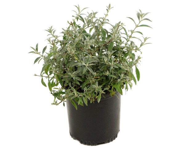 3 in 1 Buddleia - Cottage Hill