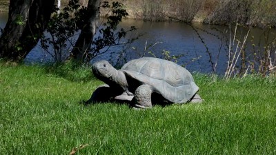 Todd the Tortoise Large Brown Poly-Concrete Garden Statue