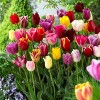 Van Zyverden 50ct Bulbs Tulips Long Stemmed Mixture - 3 of 4