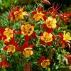 Van Zyverden 5ct 'Crimson Star' Columbine Root Red - 2 of 4