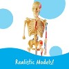 Learning Resources Anatomy Models Bundle Set, Set of 4, Ages 8+