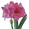 Van Zyverden Amaryllis Bulb African Milady - 2 of 4