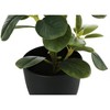 Monarch Specialties Artificial Plant 14 inch Tall Ficus Indoor Faux Fake Table Greenery Potted Set Of 2 Decorative Green Leaves Black Pots - 3 of 4