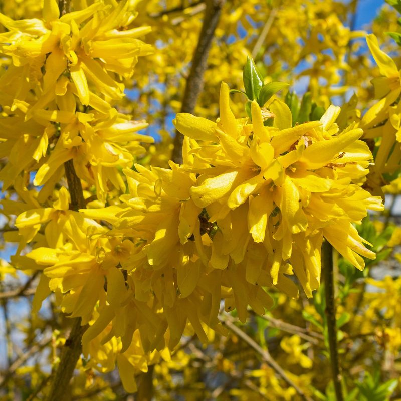 Forsythia &#39;Lynwood Gold&#39; 2.5qt U.S.D.A. Hardiness Zones 5-8 - 1pc - National Plant Network, 4 of 5