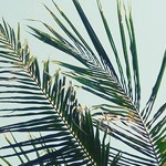 coastal white