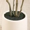 DR.Planzen Fake Plastic Olive Tree with Oval White Planter, Pre Potted Faux Greenry Plant With Encrypted branch and Artificial Fruits for Home Decor - 4 of 4