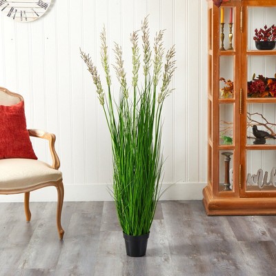 Elegant Outdoor 50'' Plume Grass in Nursery Planter