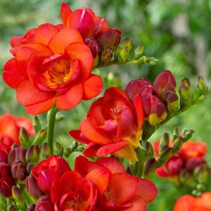 Van Zyverden 25ct Fall Planted Freesias Double Blooming Red Bulbs - 1 of 4