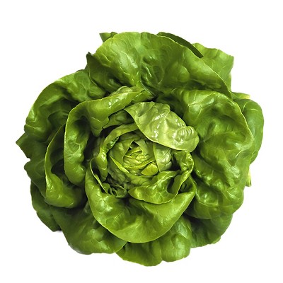 Fresh Butter Lettuce Head - each