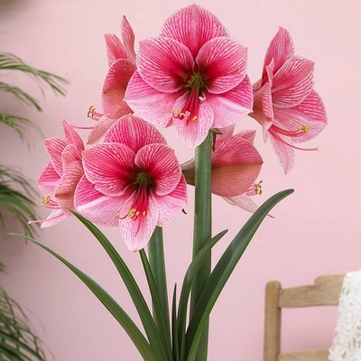 Set of 1 Amaryllis Purple Rain Bulbs - Van Zyverden