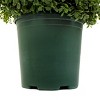 National Tree Company 44" Pre-Lit Boxwood Spiral Topiary Artificial Tree: Indoor/Outdoor Decor, No Assembly Required - image 4 of 4