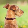 NHL Arizona Coyotes Collar - L - 4 of 4