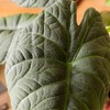 Live 6" Alocasia Maharani Potted Houseplant - 3 of 3