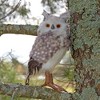 Decorae Fake Stuffed Owl Figure, 11in Tall Bird; Craft, Halloween Prop or Christmas Tree Topper Use - 2 of 4