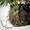 Sullivans Artificial Fern In Ball - 4 of 4