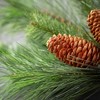 32"H Sullivans Artificial Pine Christmas Swag With Pinecones, Green, Indoor Christmas Decor - 2 of 3